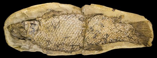 Fossil fish