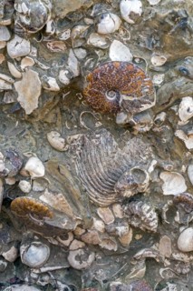 Seashells