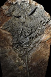 Stalked crinoid fossil