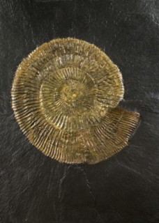 Dactylioceras