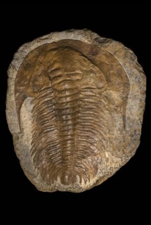Acadoparadoxides briareus fossil