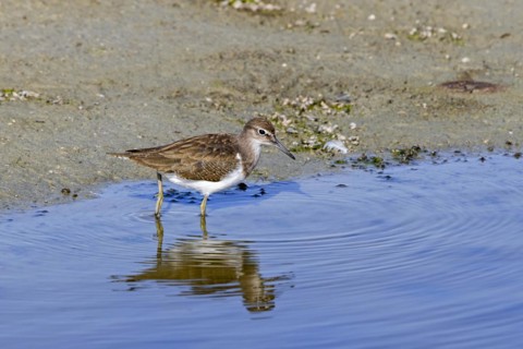 Common sandpiper