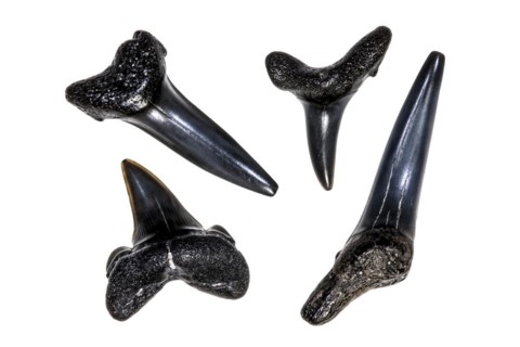Different species of Eocene shark teeth fossils against white background