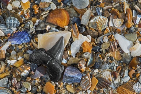 Eocene shark's tooth fossil on tideline