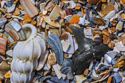 Eocene shark's tooth fossil on tideline