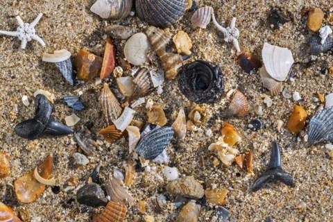 Eocene shark teeth fossils and fossilized fish vertebra on tideline
