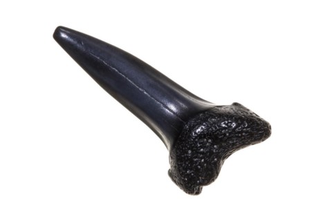 Fossilized Eocene shark tooth against white background