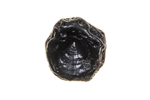 Fossilized Eocene fish vertebra against white background