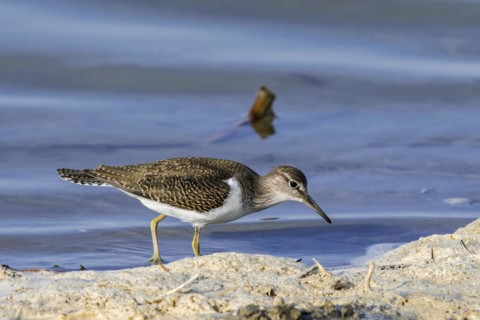 Common sandpiper