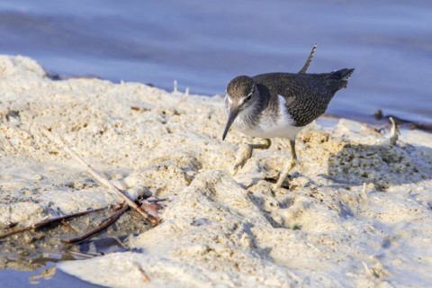 Common sandpiper
