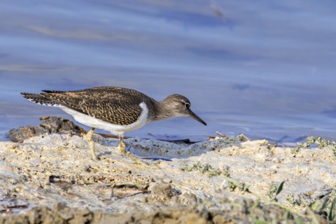 Common sandpiper