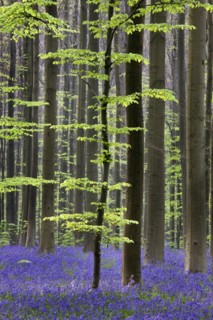 Bluebells