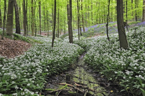 Wild garlic