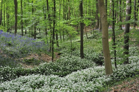 Wild garlic