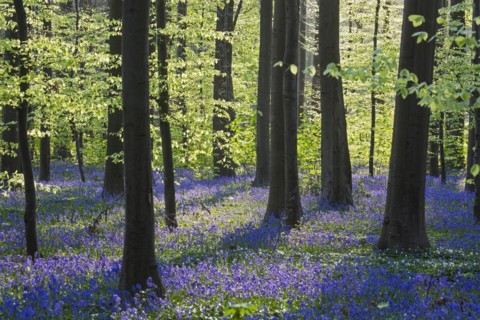 Bluebells