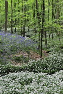Wild garlic