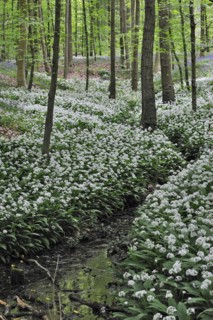 Wild garlic