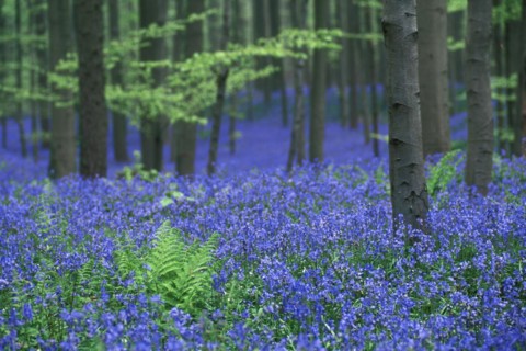 Bluebells