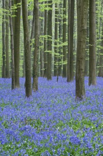 Bluebells