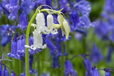 Bluebells