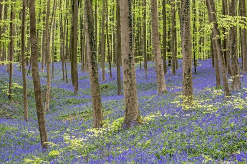 Bluebells