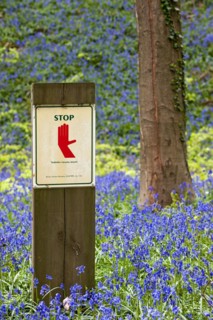 Stop sign prohibiting people from entering protected area with bluebells