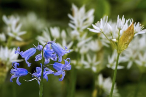 Bluebell
