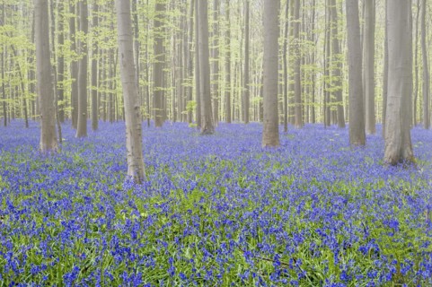 Bluebells