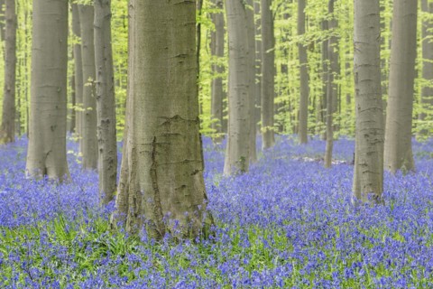 Bluebells