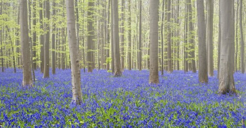 Bluebells
