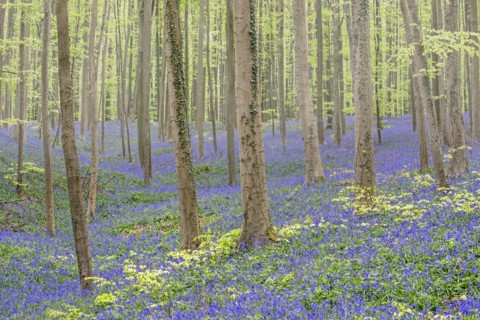 Bluebells