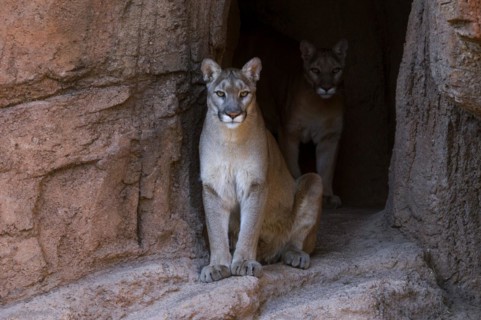 Two pumas