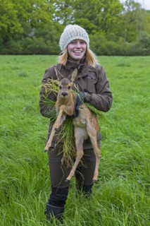 Rescue team removing hidden roe deer fawn