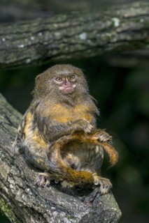 Pygmy marmoset