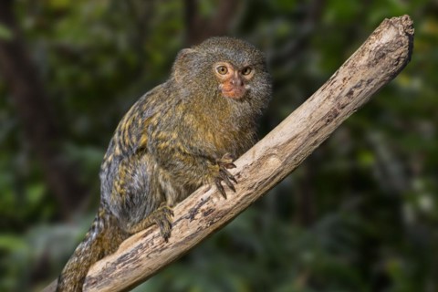 Western pygmy marmoset