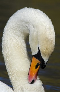 Mute swan
