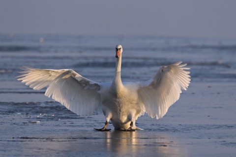 Mute swan