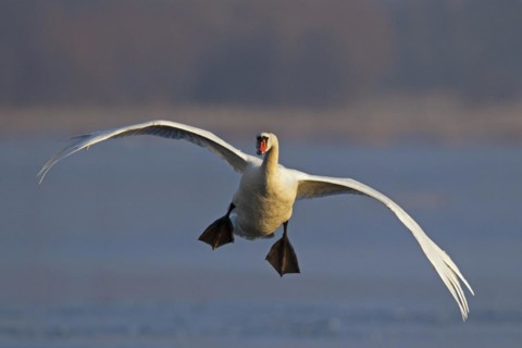 Mute swan