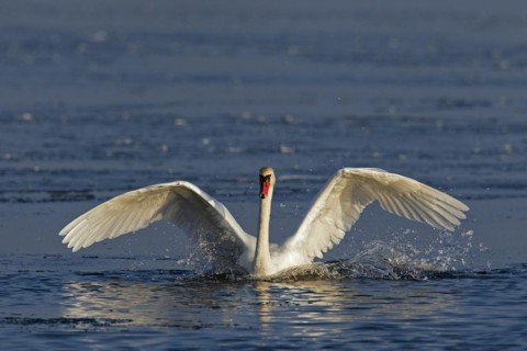 Mute swan
