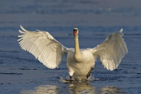 Mute swan