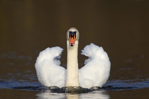 Mute swan
