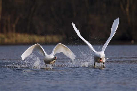 Territorial Mute swan