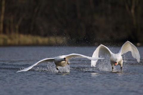Territorial Mute swan