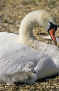 Mute swan