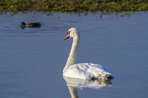 Mute swan