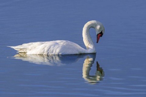 Reflection of mute swan