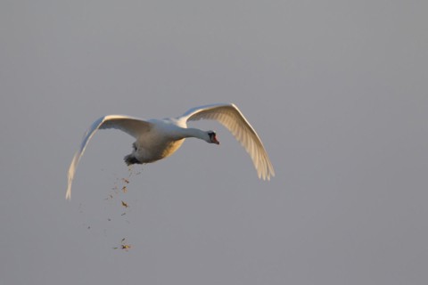 Mute swan