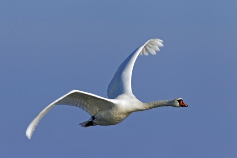 Mute swan