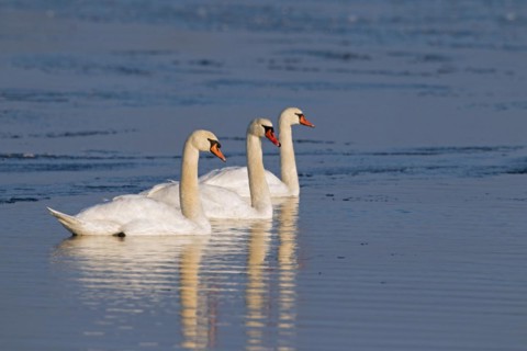 Mute swans