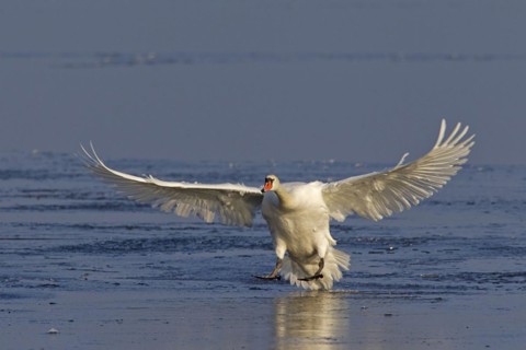 Mute swan